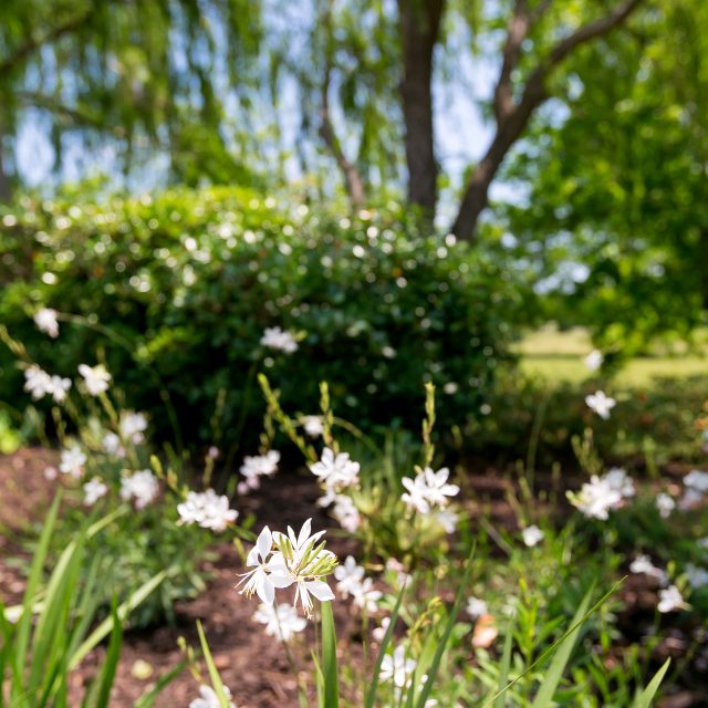 Native Plants are the Elite Choice Amongst Charleston Designers